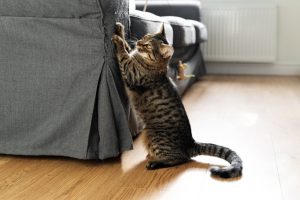 empêcher son chat de griffer les meubles
